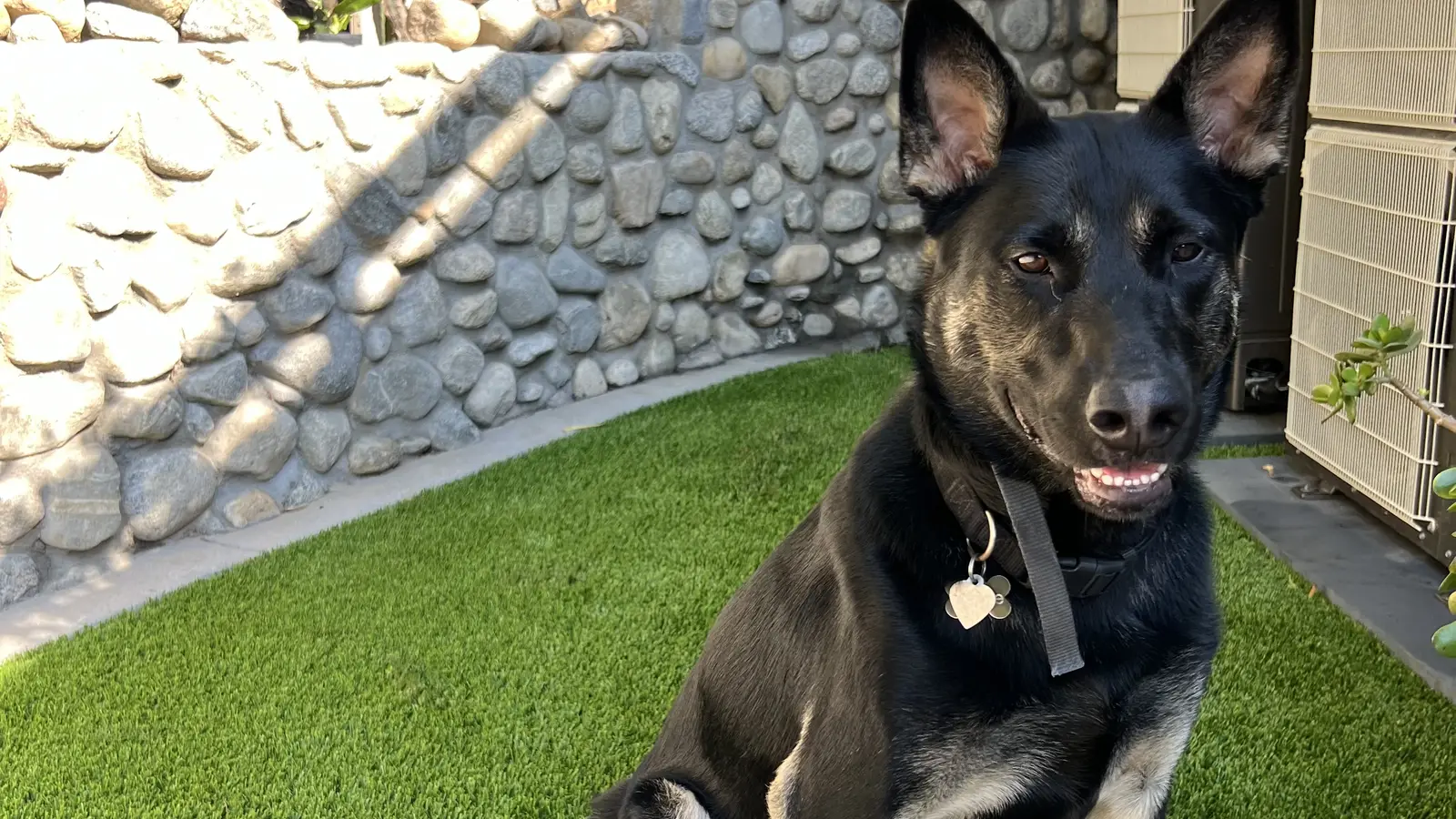 Shepherd mix sitting on clean artificial turf in a backyard dog area