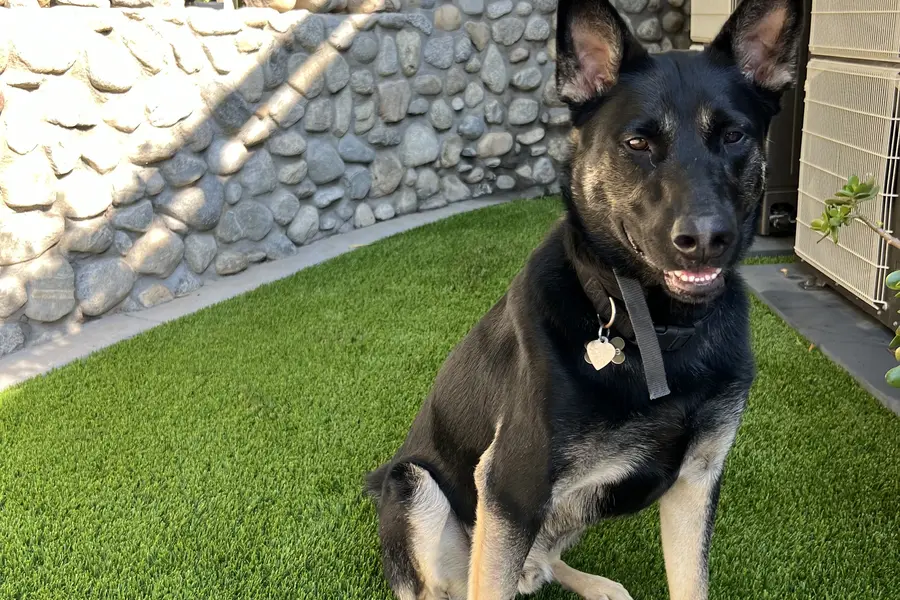 Shepherd dog standing on a green artificial lawn