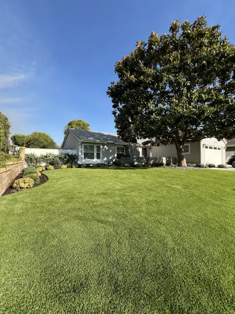 Front lawn installed under a mature magnolia, a real Scotts project