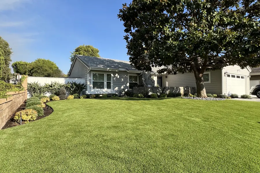 Front lawn installed under a mature magnolia tree