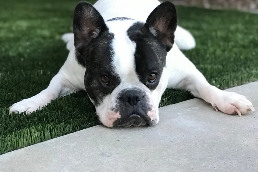 French bulldog lying on artificial pet turf