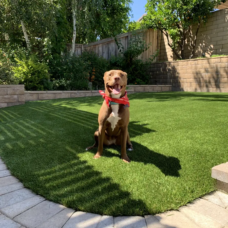 Dog in a red bandana sitting on freshly striped artificial turf