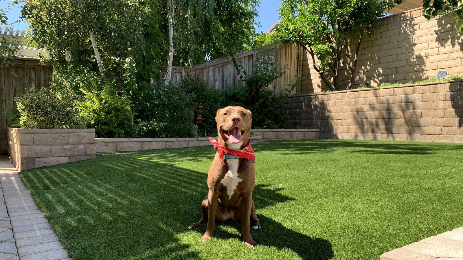 Dog enjoying a clean backyard pet-turf lawn