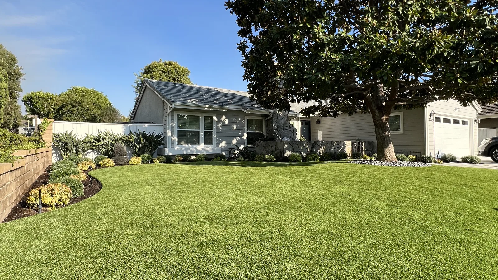 Front lawn of artificial grass under a mature magnolia tree
