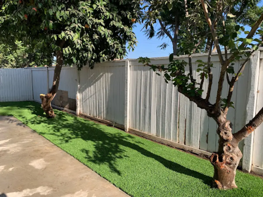 New turf blended cleanly around backyard trees